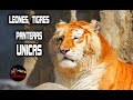 Leon blanco gigante – Pantera negra gigante – Tigres gigantes blancos – FELINOS EXOTICOS