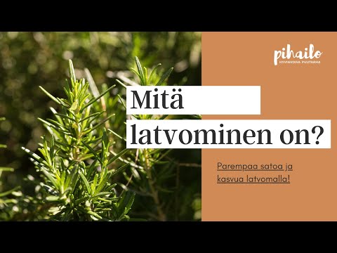 Video: Tomatillojen kasvattaminen: mikä on tomatillo ja kuinka niitä kasvatetaan