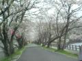 立岡自然公園　桜のトンネル