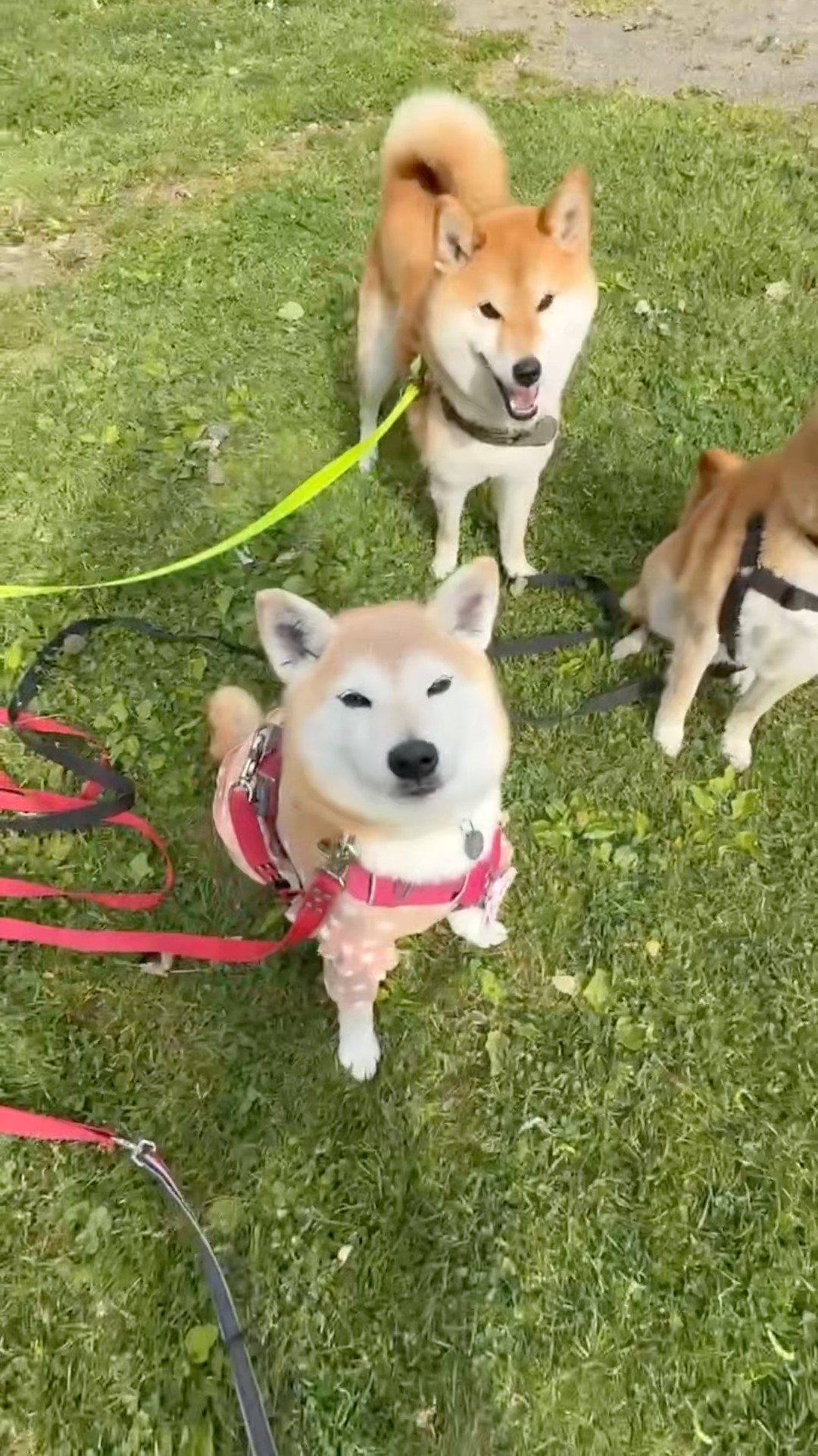 ハロー さくらこちゃんねる - YouTube