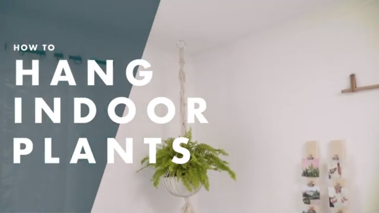 How To Hang Indoor Plants From The Ceiling