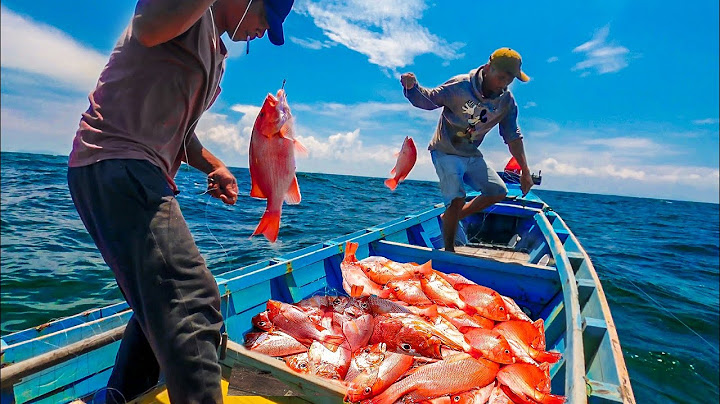 Di Serbu ikan kakap merah Mancing di laut