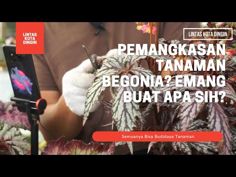 Video: Pemangkasan Tanaman Begonia: Bagaimana Dan Kapan Memangkas Tanaman Begonia