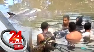 Dolphin surprises residents in Samar after showing up in a river | 24 Oras