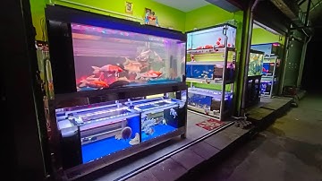 หมู สนามหลวง 2 : เสร็จงานระบบ Overflow แล้วทั้งสองร้าน วันนี้ปลาพร้อมลง NC. อัพเดทร้านเต็มชุด ❤️