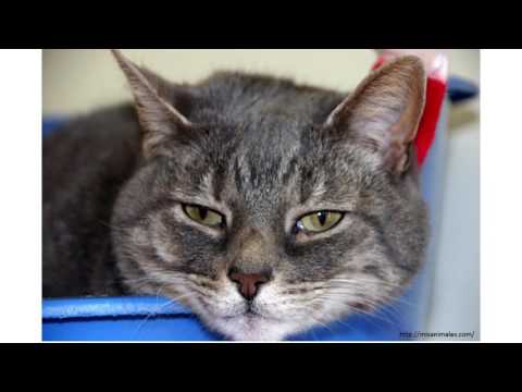 Video: Leucemia (leucemia Viral) En Gatos: Causas, Principales Síntomas De La Enfermedad, Tratamiento Y Pronóstico De Supervivencia, Recomendaciones De Veterinarios