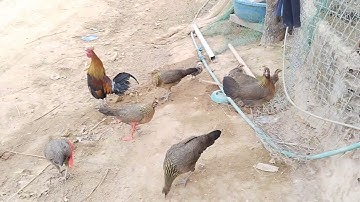 Chú gà rừng f2 mini nhất - Lau qaib qus txuam f2 me nyuam