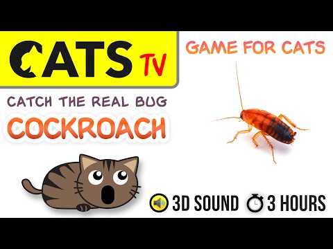 Real bugs for cats to watch YouTube
