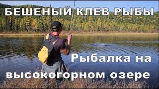 БЕШЕНЫЙ КЛЕВ РЫБЫ НА ГОРНОМ ОЗЕРЕ #16 Рыбалка на спининг. Ленок, хариус и таймень