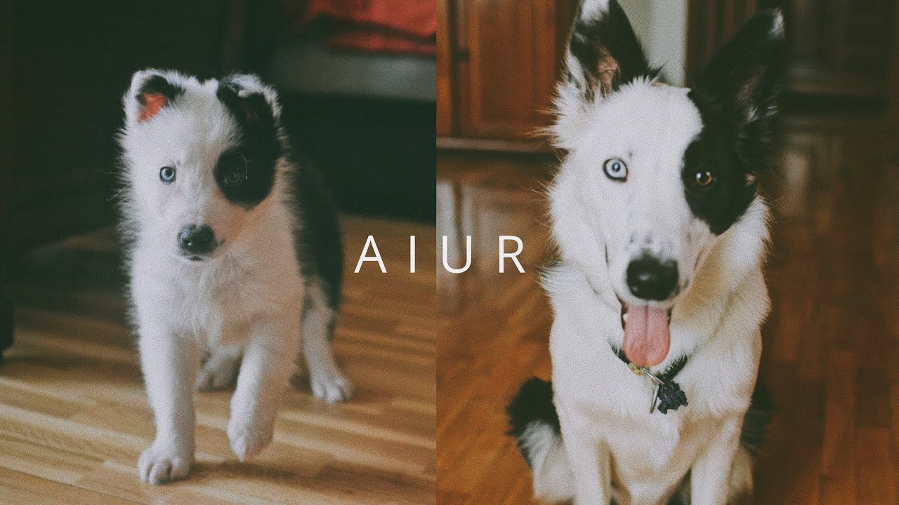 de pequeño a grande | crecimiento de border collie 🐾