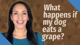 Detailed What happens if my dog eats a grape? Information