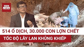 RÚNG ĐỘNG: Hơn 30.000 con lợn chết, xác vứt xuống sông – dịch tả lợn bùng phát nhanh chưa từng thấy