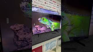 0673015024. Телевізор Samsung QE55Q60CAU Qled smartTV. Маємо в кількості телевізори різних діагонале