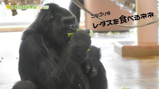 【東山動植物園公式】レタスを食べるネネ《 ニシゴリラ　ゴリラ 》