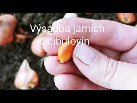 Video: Výsadba cibulovin do země – zjistěte, jak hluboko zasadit cibuloviny