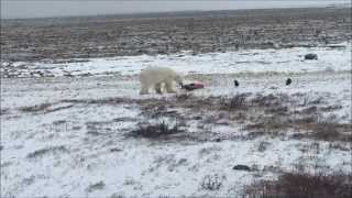 Polar Bear Feast
