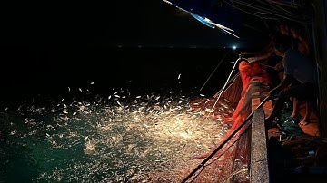 Pha xúc cá cơm một đêm buồn của anh em trên ghe - Dân Biển