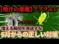 【吸汁の悪魔】アブラムシは増すな!実はそれ病気になります。本当に正しい対策をお話します