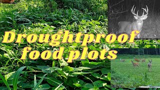 How to Drought Proof Your Food Plots