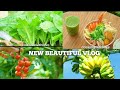 🌸Subah Ki Shuruaat Mere Khet Se – Natural Beauty aur Health Ka Raaz#food #traditional #natural#vlog
