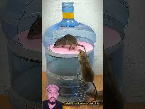 طريقة سهلة لصيد الفئران Eating Streets Cooking Tiktok Ideos Tiktok Videos Industry Invention