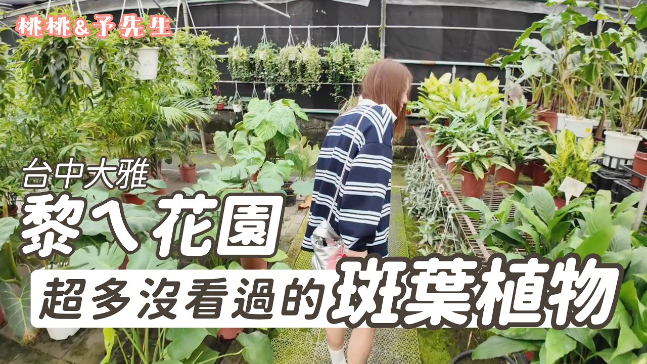 台中大雅-黎ㄟ花園-想不到這裡有這麼多斑葉植物!!! 觀葉迷的藏寶庫～