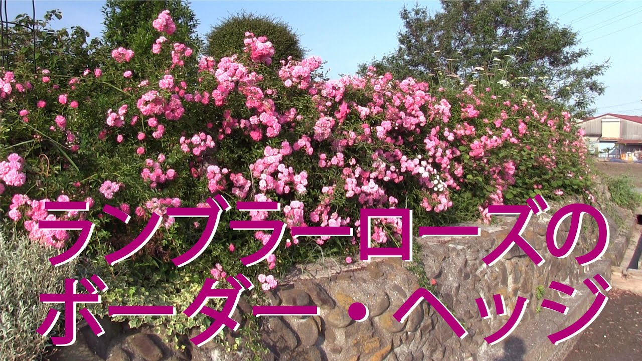 [Обрезка и дрессировка плетистых роз] Как приучить плетистые розы к живой изгороди