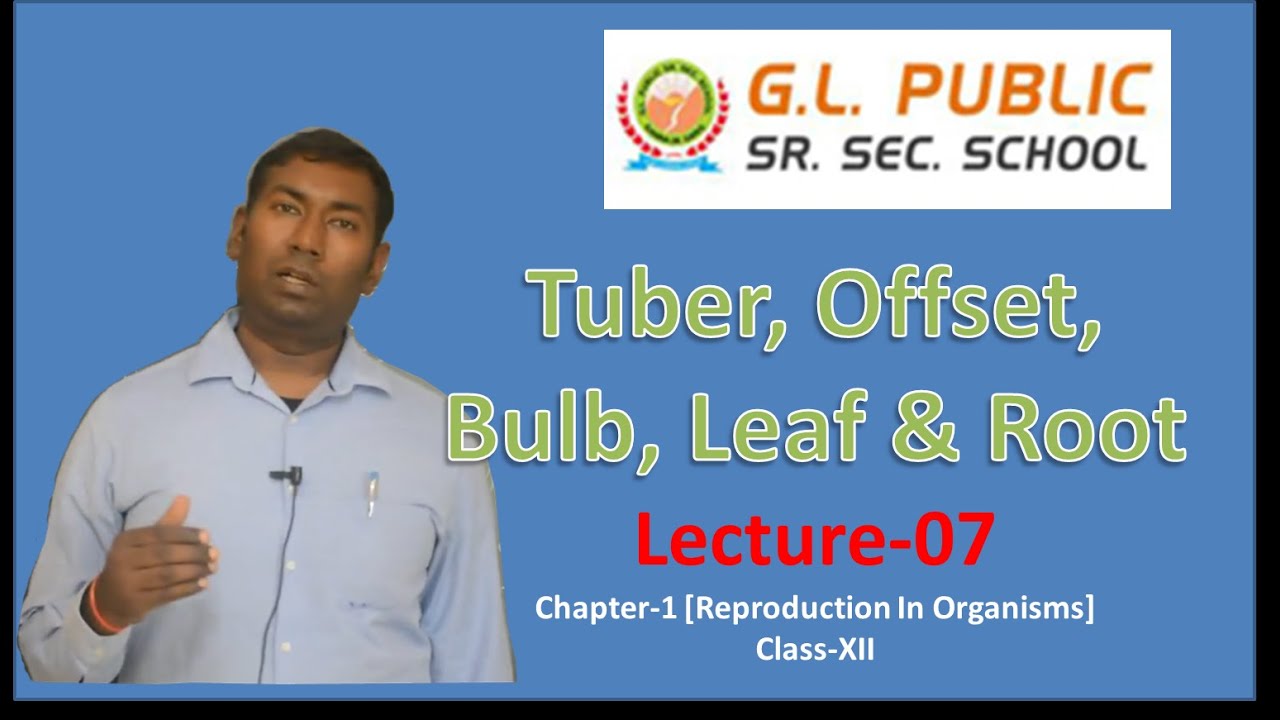Tuber,offset,bulb,leaf,root//Lec-7 of Lec-1-Reproduction In Organisms
