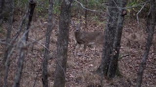 Deer and Dogs EVERYWHERE in Alabama- (Saddle Hunting Public Land)