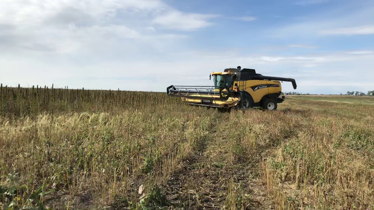 Harvesting hemp