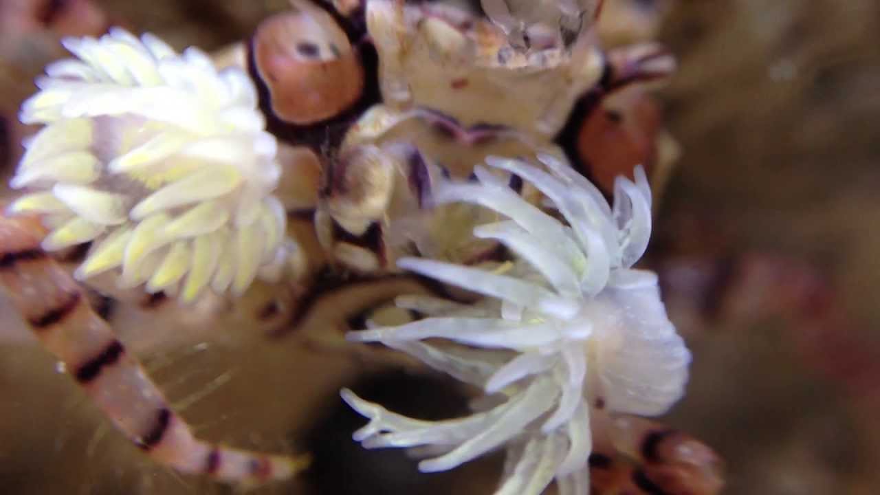 pom pom crab, saltwater, reef, nano reef, evole8, anemone, aquarium, crab, ...