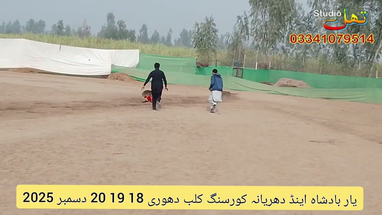 Yarbadshah dhuryana coursing club Dori track race 2nd Round female section 19 Dec 2025