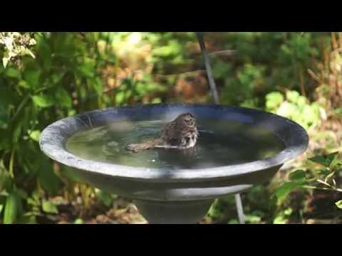 sparrow bath 1