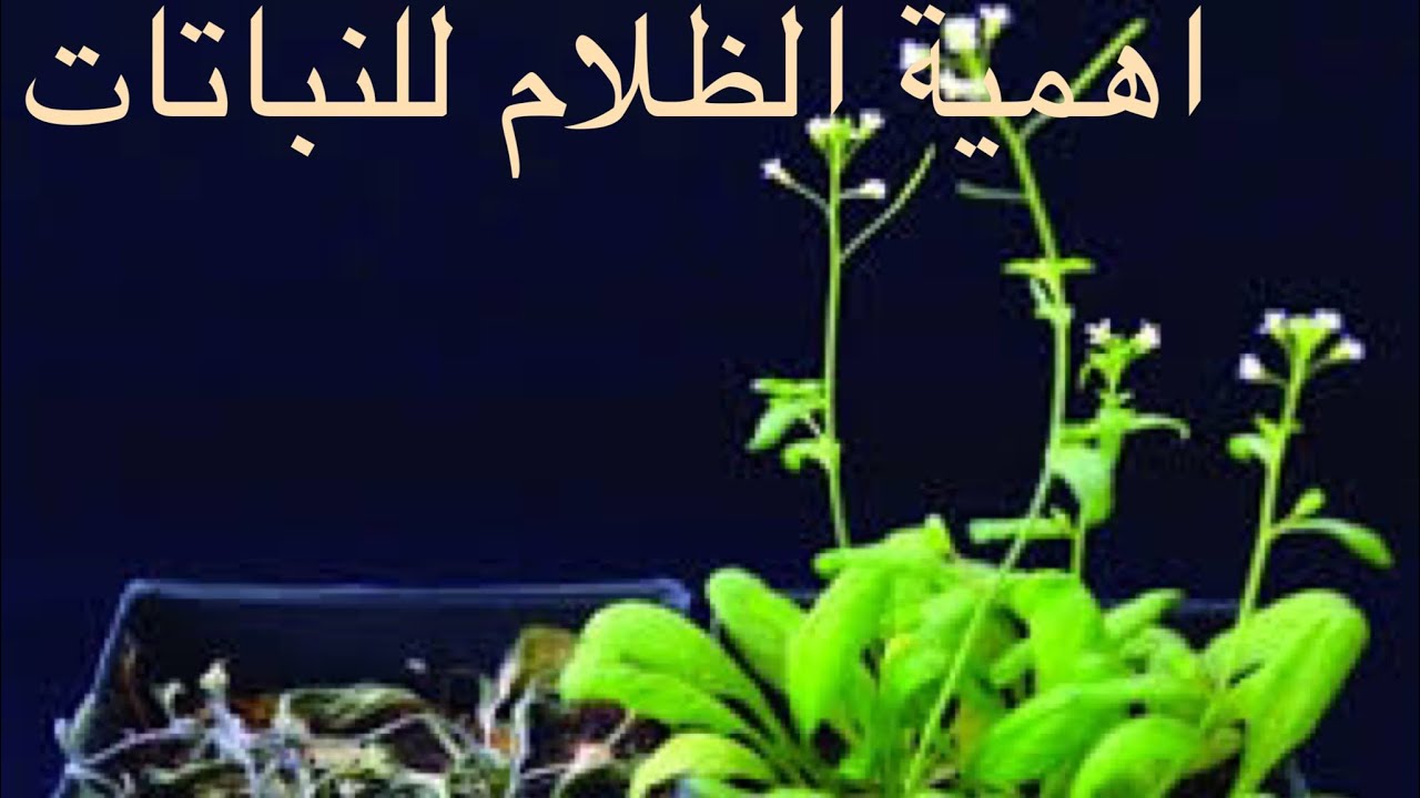 اهمية الظلام للنباتات و استخدام الاضاءة الصناعيه لها