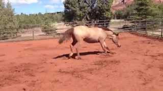 The Colts Play In The Mud