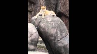 In The Jungle. ... The Night Jungle. ... Lincoln Park Zoo