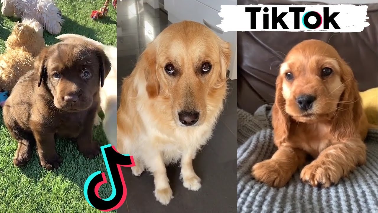TIK TOKS THAT MAKE YOU GO AAWWW ~ Funny Dogs of TikTok Compilation ~ Cutest  Puppies - YouTube