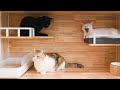 Amazing Kitten House | 29 Days Left Before Belly Cat Giving Birth