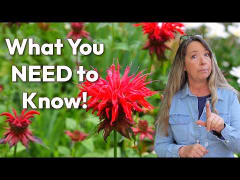 12 Things Every Gardener Should Know About Bee Balm (Monarda)