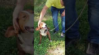 Trobojni Gonic, Astor.