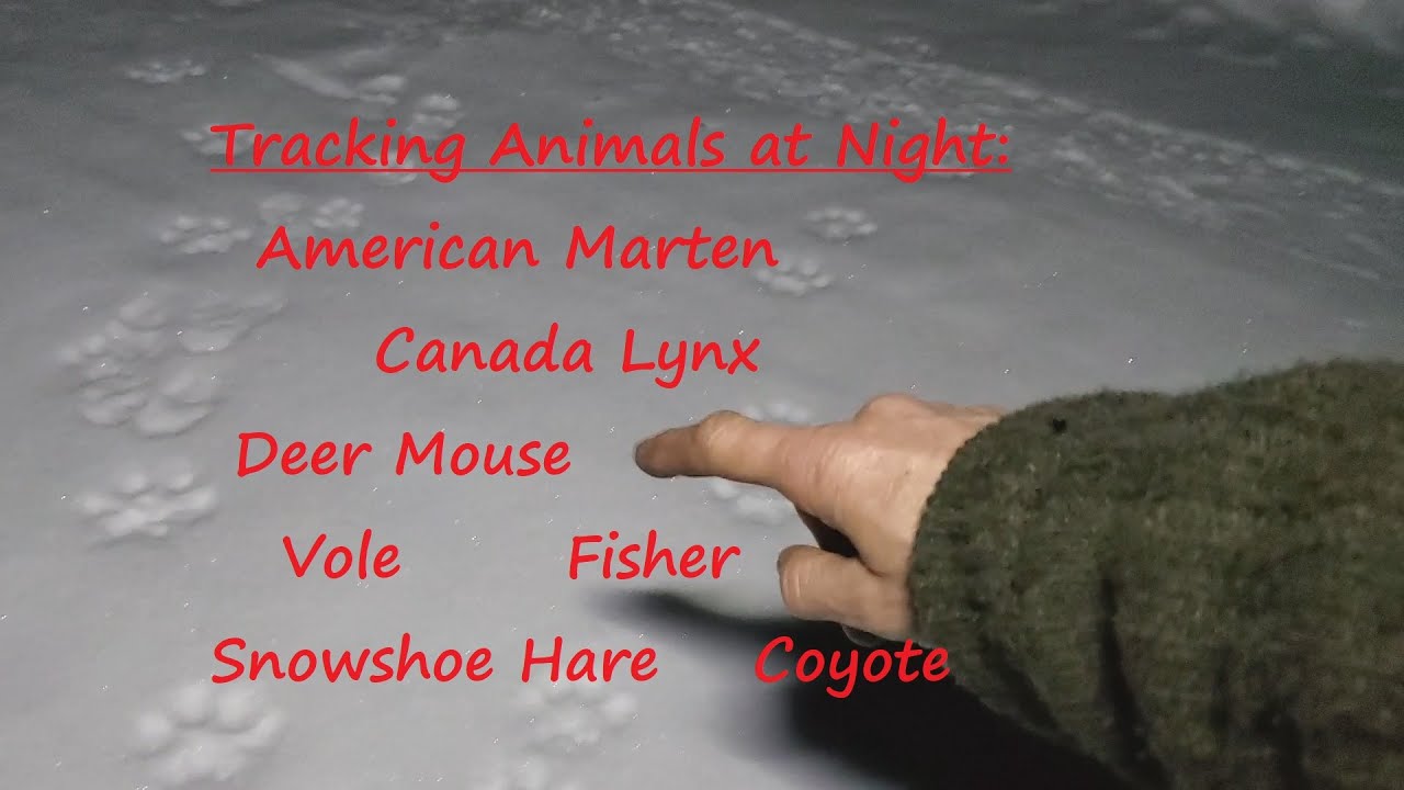 Tracking Marten Fisher Lynx Vole Snowshoe Hare at Night