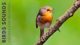 Birds Chirping - Bird Sounds Relaxation, Instant Relief From Stress, Anxiety and Depression