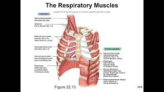 Chapter 22 The Respiratory System MicroLecture 2 Pulmonary Ventilation