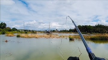 Câu cá lóc ao hoang cá táp như pháo nổ