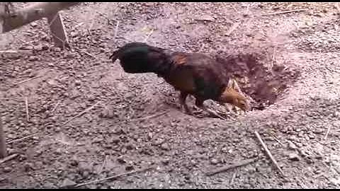 me nyuam qaib qus noob cuab tuaj zoo heevລູກໄກ່ປ່າແນວຕໍ່ມາດີ..0302281162