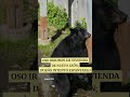 Graban a oso hurgando en refrigerador de casa en San Pedro