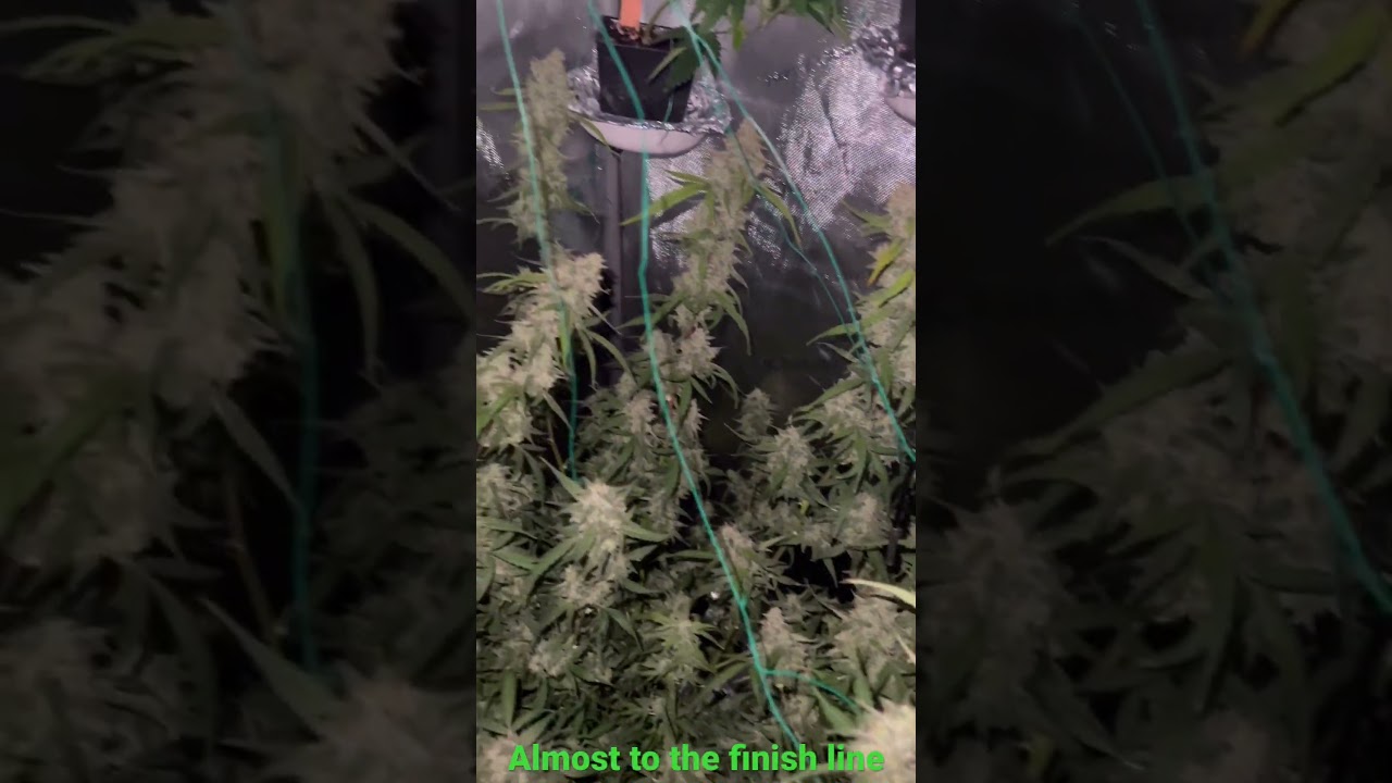 Flight over the tent of some sour diesel grown by WestFarmz