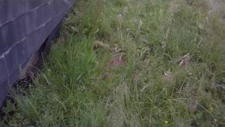 Anti-Bang Rule Invasion 196