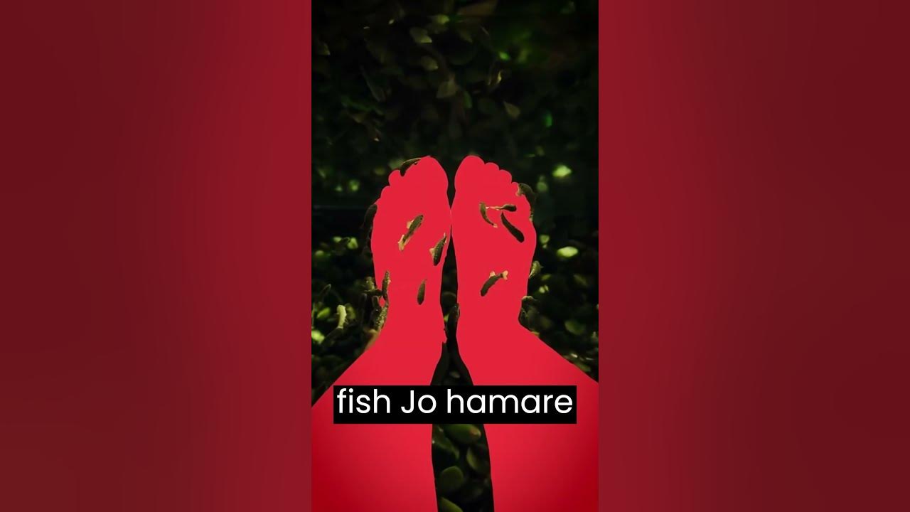 is-fish-pedicure-safe-trending-viral-bharat-fish-pedicure-fishpedicure