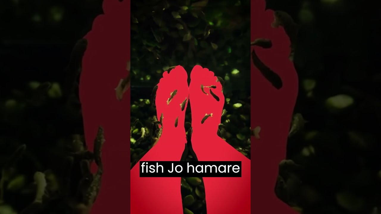 Is Fish Pedicure Safe trending viral bharat fish pedicure fishpedicure Is Fish Pedicure Safe trending viral bharat fish pedicure fishpedicure